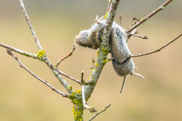 Vole mouse impaled by Great Grey Shrike