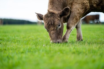 Close up of Angus and Murray Grey beefs Cows eating long pasture in spring and summer.