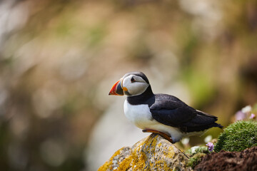 Fototapeta premium puffin birds on the Saltee Islands in Ireland, Fratercula arctica