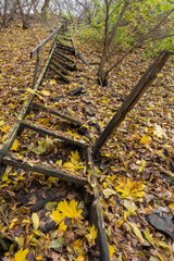 autumn leaves on the ground