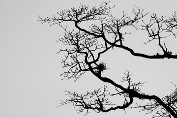 isolate branch tree on white background,fall season concept.