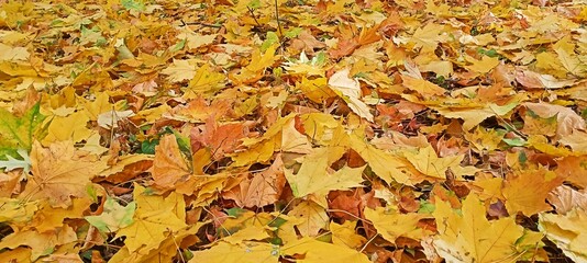 autumn leaves.  background