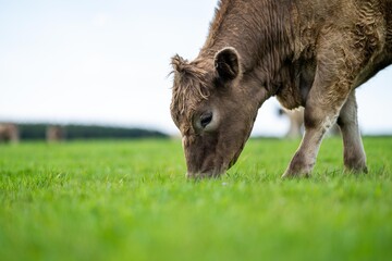 Close up of Angus and Murray Grey beefs Cows eating long pasture in spring and summer.