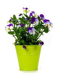 pansy flowers on white background