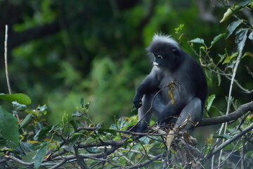 Leaf monkey looking for food on tree in the wild.