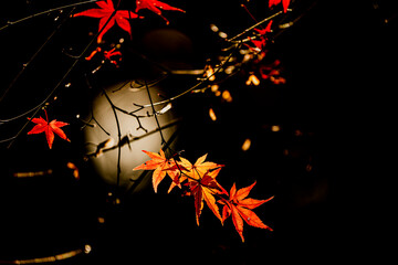 小牧山城登城道途中の紅葉