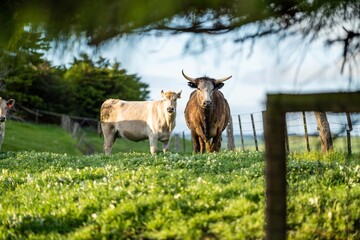 Close up of Angus and Murray Grey beefs Cows eating long pasture in spring and summer.