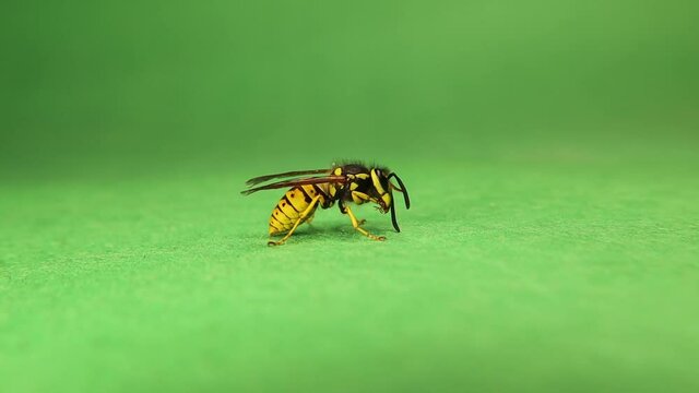 European wasp on green background.
Also called yellow hornet, German wasp, German yellowjacket, vespula germanica.
Yellow wasp cleaning itself.
Insect isolated in the studio.
Social insects.
Bugs, bug