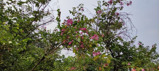 flowers in the wind