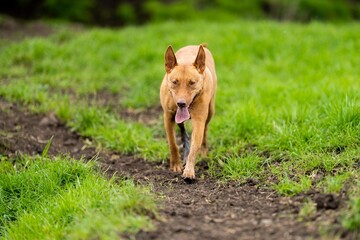 Portraits of kelpie dogs in Australia