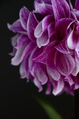 Fototapeta na wymiar purple and violet