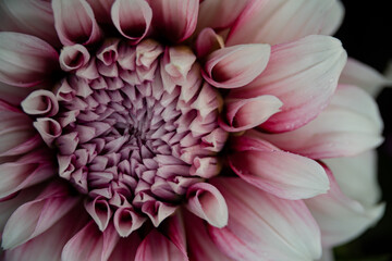 close up of dahlia flower