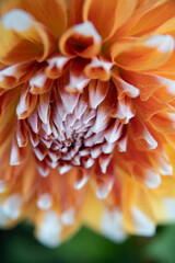 Fototapeta na wymiar orange dahlia flower
