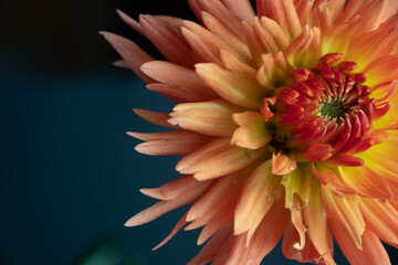 orange dahlia flower