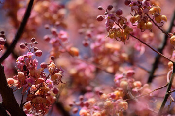 pink  cassia blossom in the garden