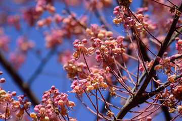 pink cassia flowers blossom in the garden,summer season in Thailand.
