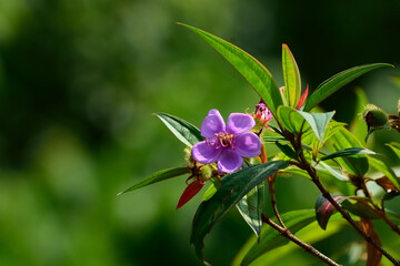 purple flower blooming  in the garden