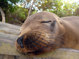 Sweet sleeping baby sea lion close photo with detailed beards.