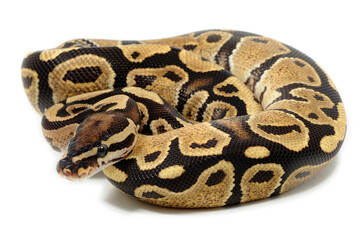 Ball python (Python regius) on a white background