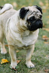 Fototapeta premium french bulldog portrait