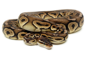 Ball python (Python regius) on a white background