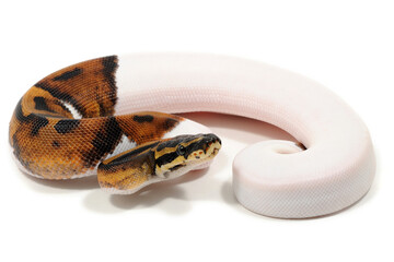 Ball python (Python regius) on a white background