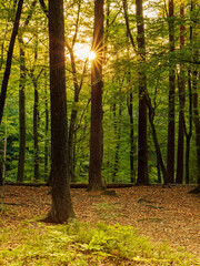 Obraz premium the sun between the trees in the forest invites you to go hiking