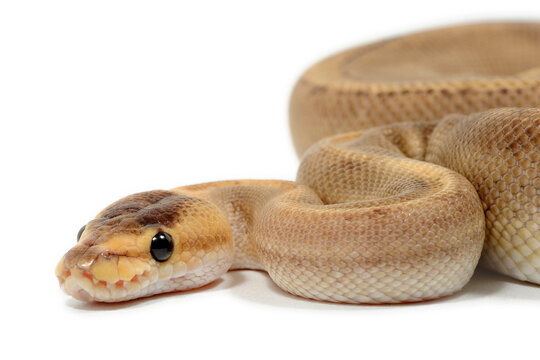 Ball python (Python regius) on a white background