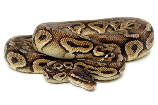 Ball python (Python regius) on a white background