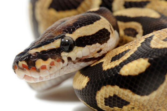 Ball python (Python regius) on a white background