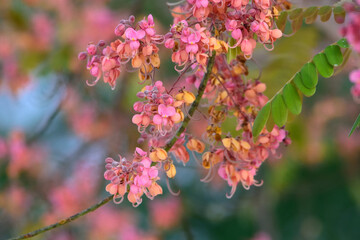Pink Cassia flowers blossom in the wild
