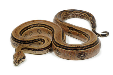 Boa constrictor imperator on a white background