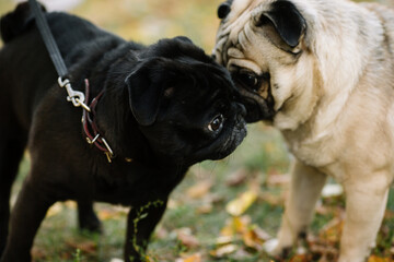 black labrador retriever puppy