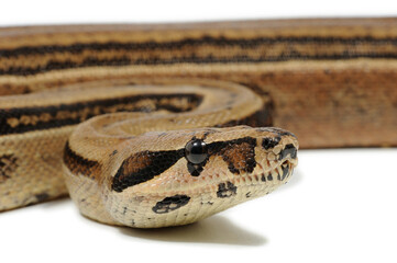 Boa constrictor imperator on a white background