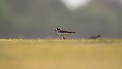 Plover bird in the grassland field.