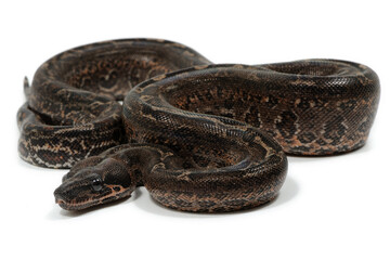 Boa constrictor imperator on a white background