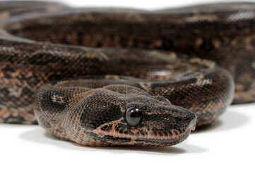 Boa constrictor imperator on a white background