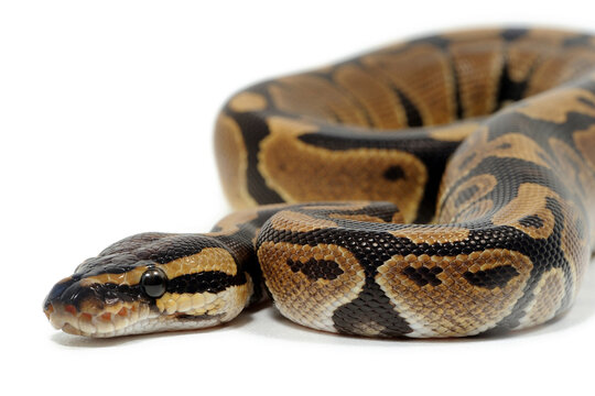 Ball python (Python regius) on a white background