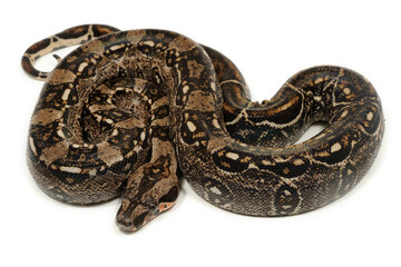 Boa constrictor imperator on a white background