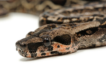 Boa constrictor imperator on a white background