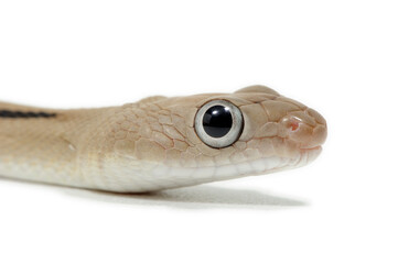 Trans-Pecos rat snake (Bogertophis subocularis) on a white background