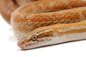 Cape house snake (Boaedon capensis) on a white background