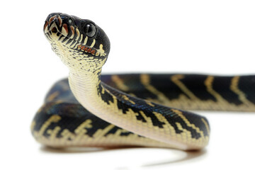 Boelen's python (Simalia boeleni) on a white background