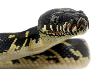 Obraz premium Boelen's python (Simalia boeleni) on a white background