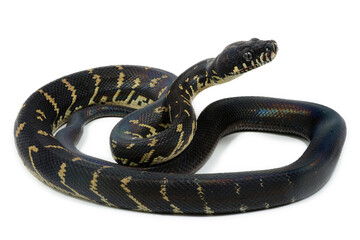 Boelen's python (Simalia boeleni) on a white background