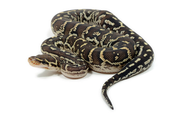 Angolan python (Python anchietae) on a white background