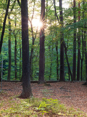 the sun between the trees in the forest invites you to go hiking