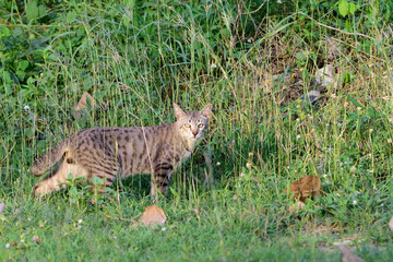 stray cat in the park