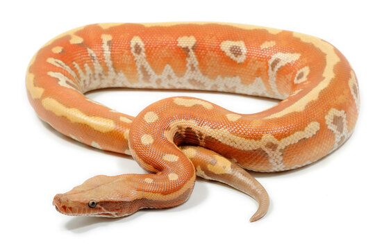 Brongersma's short-tailed python (Python brongersmai) on a white background