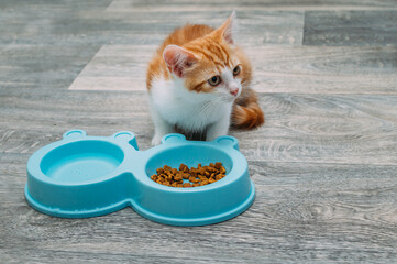 ginger kitten eats dry food from a blue bowl on the kitchen floor. Kitten food concept